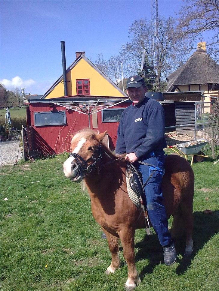 Shetlænder buster billede 1