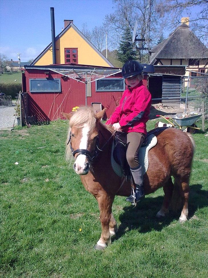 Shetlænder buster billede 4