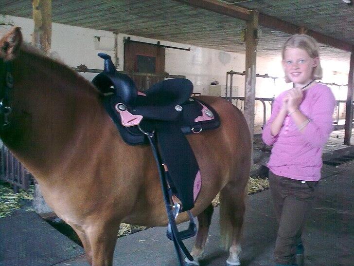 Shetlænder buster billede 5