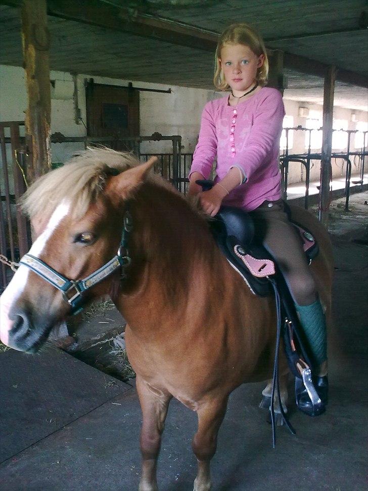 Shetlænder buster billede 2