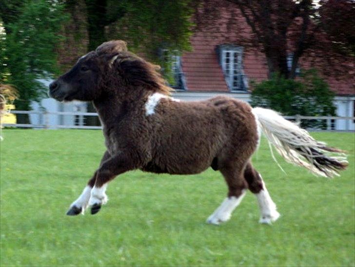 Shetlænder Obelix billede 1