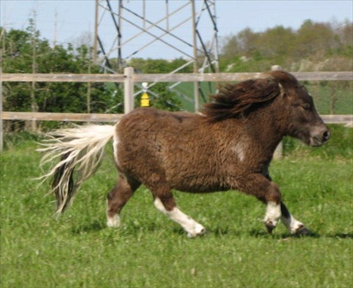 Shetlænder Obelix billede 3