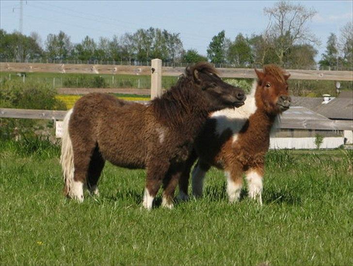 Shetlænder Obelix billede 12