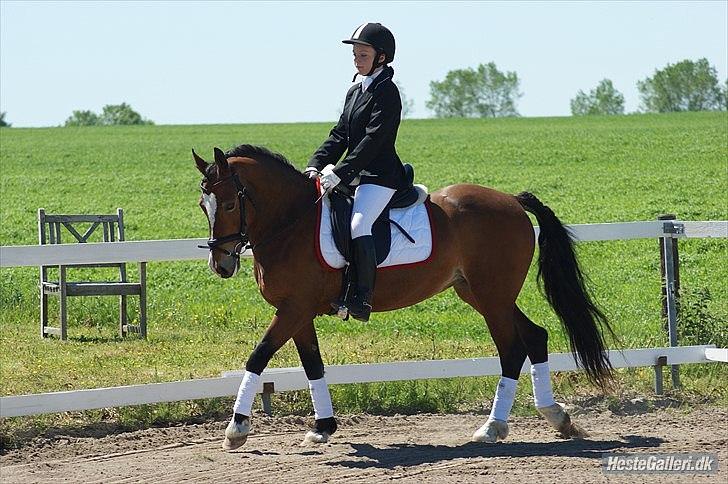 Welsh Cob (sec D) Nebo Tulip  - Klubmesterskab 04/06-11  billede 15