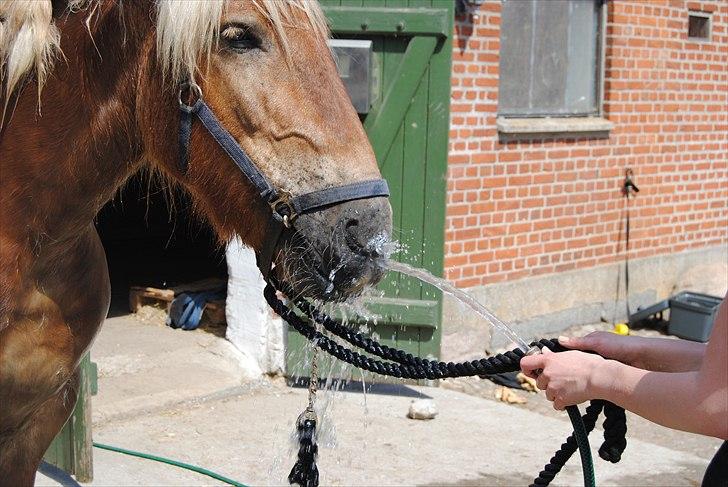 Jyde Østervig Storm P  - Foto: Line | Storm er blevet så glad for og bade nu :) billede 3