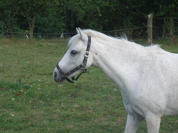 Anden særlig race KOKOS billede 12