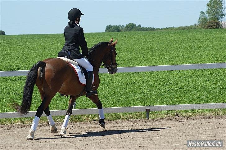 Welsh Cob (sec D) Nebo Tulip  - Klubmesterskab 04/06-11  billede 16