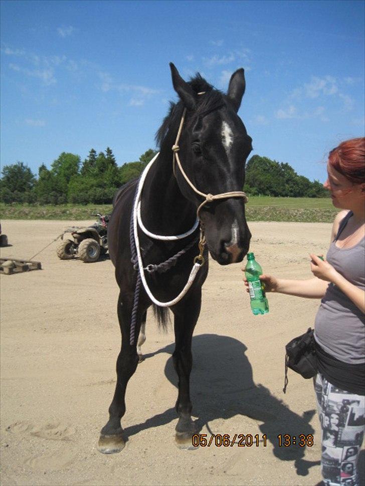 Oldenborg Horsebjerg Debutante <3 †  - busse for lige noget faxe<3
Jeg elsker dig<3! Kunne ikk forstille mig en bedre bedste ven<3 :i Ih du gør min hverdag PERFEKT! Det er det bedste når jeg har fri, at komme ud til dig<3 Du såååååå skøøn buster<3 Mit et og alt !! billede 1