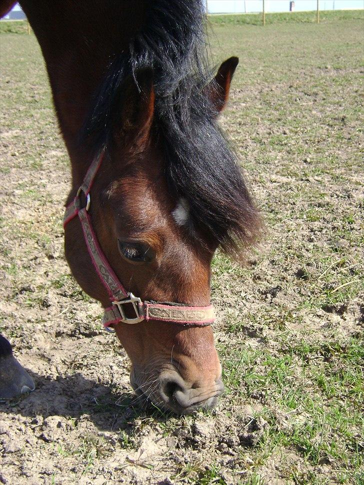 Welsh Cob (sec D) H. A´kato billede 8