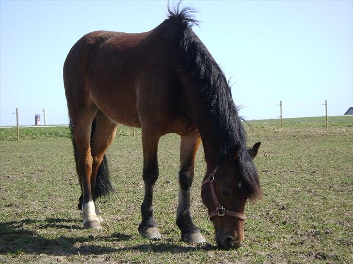 Welsh Cob (sec D) H. A´kato billede 9