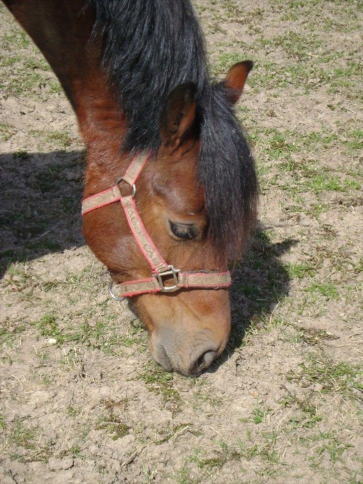 Welsh Cob (sec D) H. A´kato billede 10