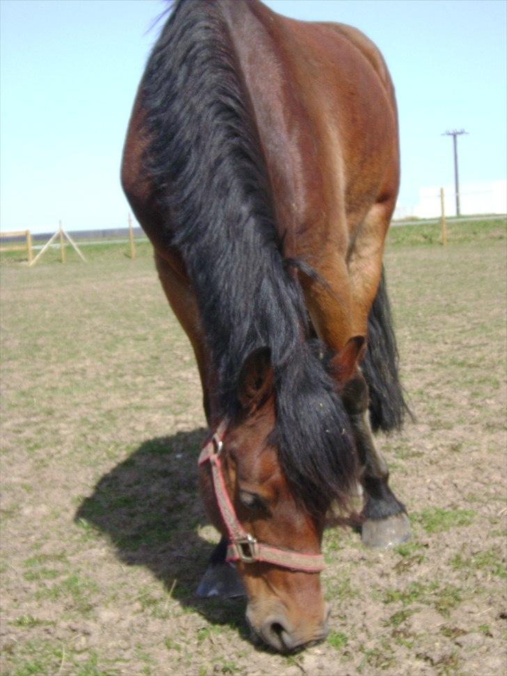 Welsh Cob (sec D) H. A´kato billede 11