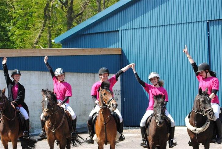 Welsh Cob (sec D) H. A´kato billede 12