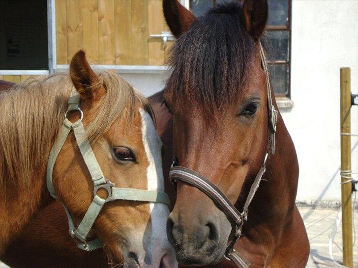 Welsh Cob (sec D) H. A´kato billede 14