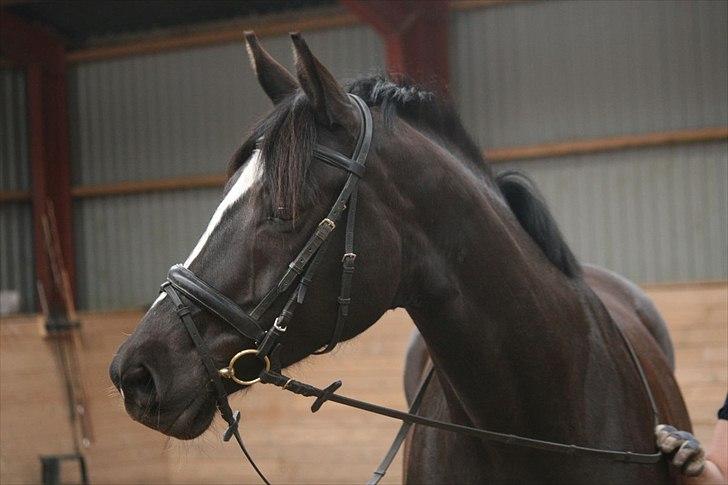 Trakehner Kantate Dyrhave (solgt)  - Kantate Dyrhave billede 1