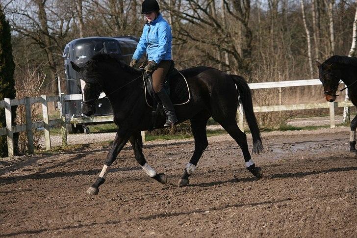 Trakehner Kantate Dyrhave (solgt)  - 2011 billede 2