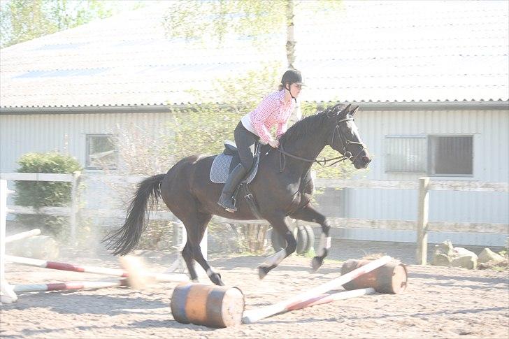 Trakehner Kantate Dyrhave (solgt)  - Kantate og mig maja 2011. En af de første gange Kantate springer med rytter trods sine 10 år billede 3