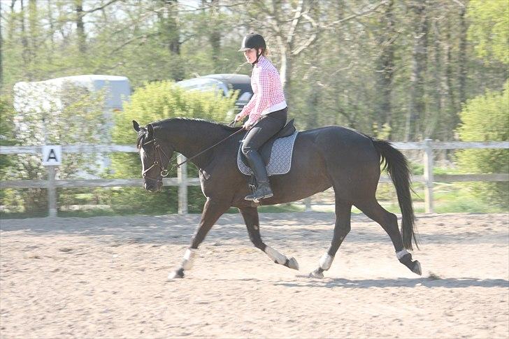 Trakehner Kantate Dyrhave (solgt)  - Maj 2011, opvarming til spring billede 4