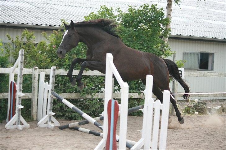 Trakehner Kantate Dyrhave (solgt)  - Løspring billede 5