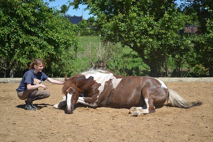 Pinto Emir (part) billede 13