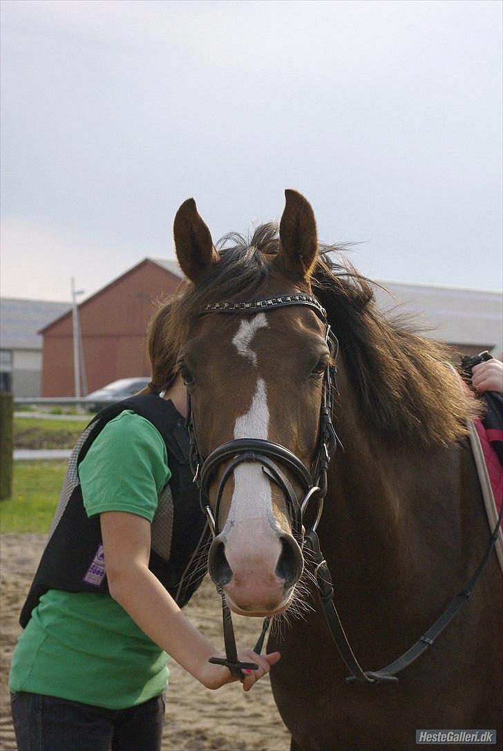 Tysk Sportspony starpower ladysmock /smokie - smukke pony:D billede 10