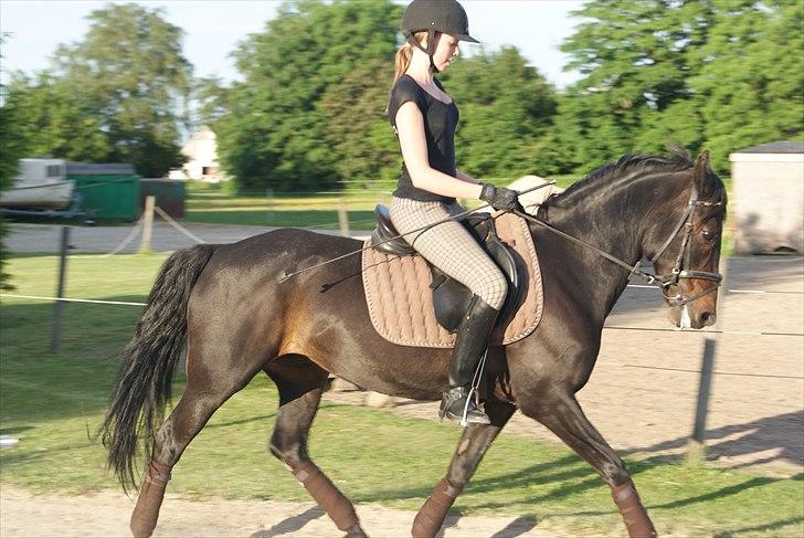 Anden særlig race Natasja (Tusja) - 04.06.11 - Arbejdstrav i springsadel. billede 18