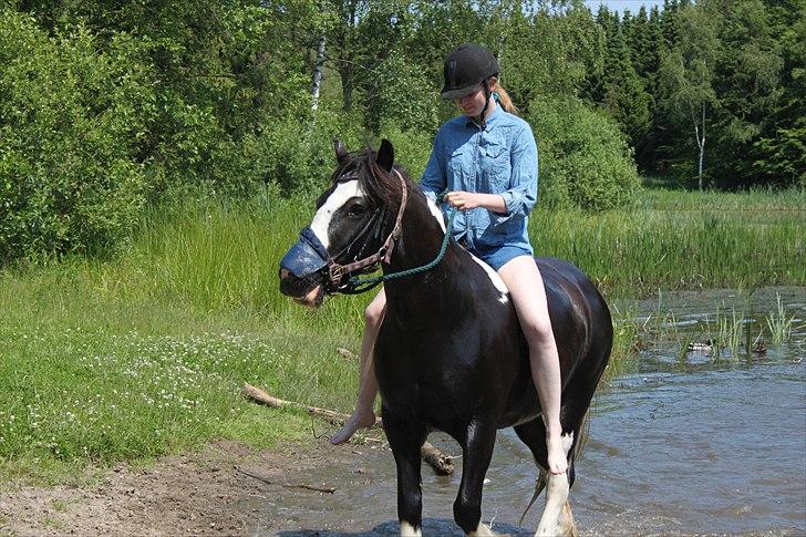 Irish Cob Ådalens Pocahontas billede 19