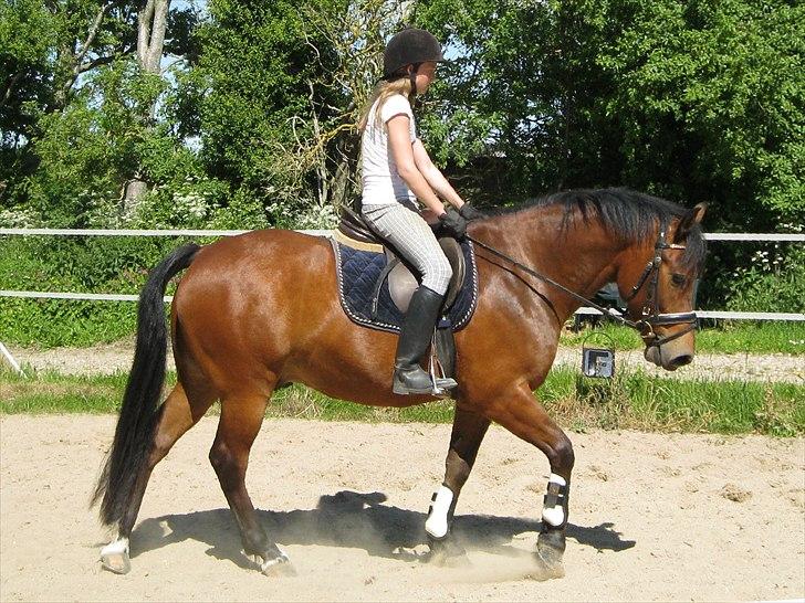 New Forest Bokjærgårds Aladdin - Sommertræning hjemme på banen. Det er stadig unghesteridning billede 9