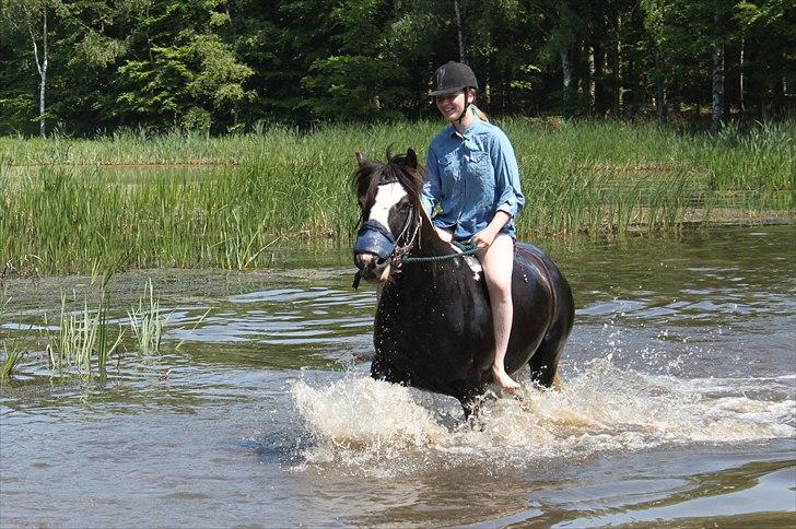 Irish Cob Ådalens Pocahontas billede 10