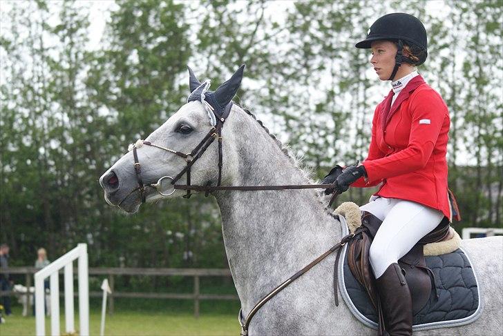 Dansk Varmblod Continni billede 5
