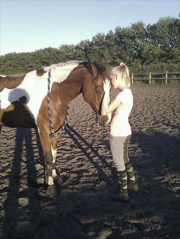 Pinto Vandlinggårds Heartbreaker - Care, and not fine stables, makes a good horse! -Billede taget af Hanne.
 billede 7