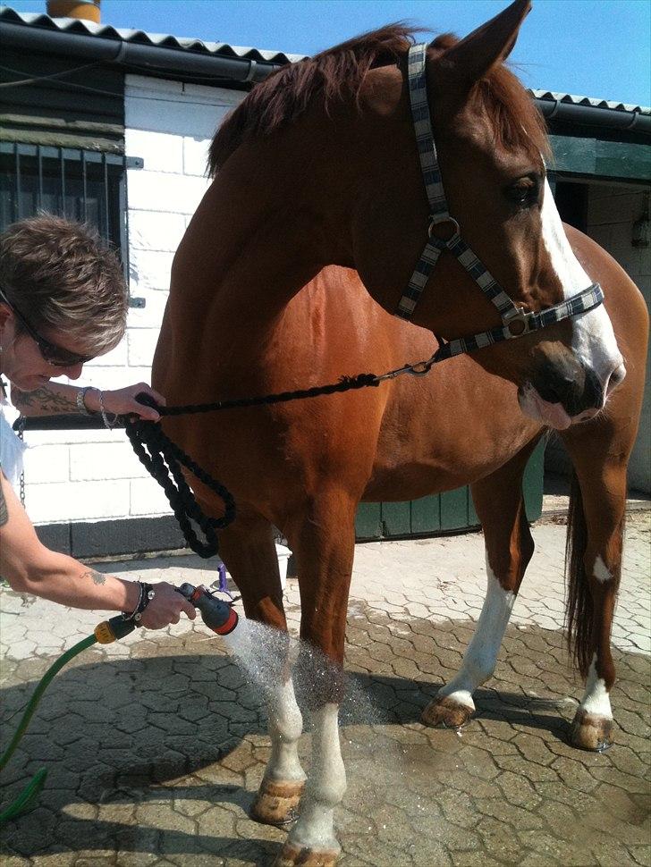 Palomino Crown´s Fernando - R.I.P. - Dejligt at få vasket futter billede 7