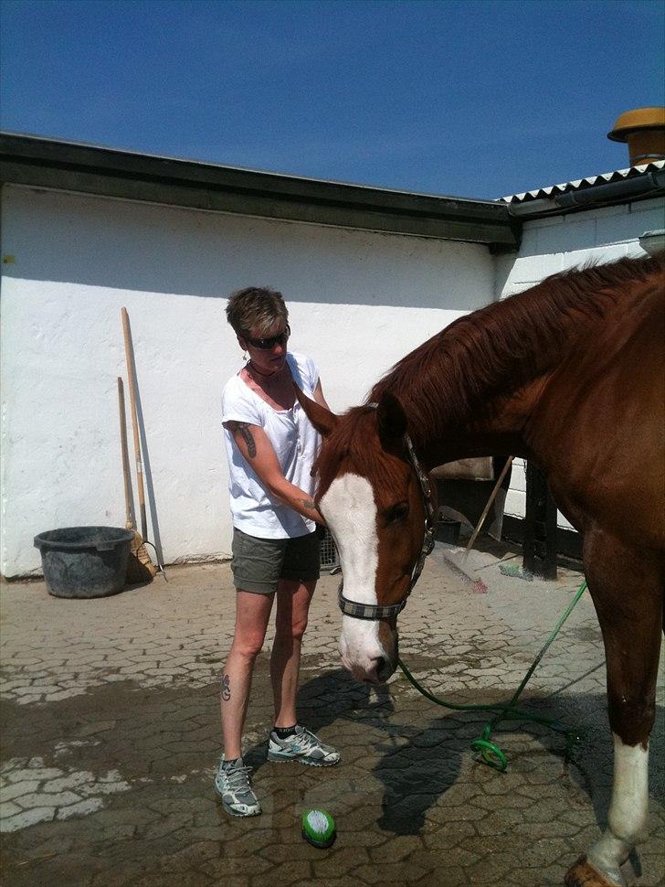 Palomino Crown´s Fernando - R.I.P. - Er livet ikke bare skønt ;O) billede 4