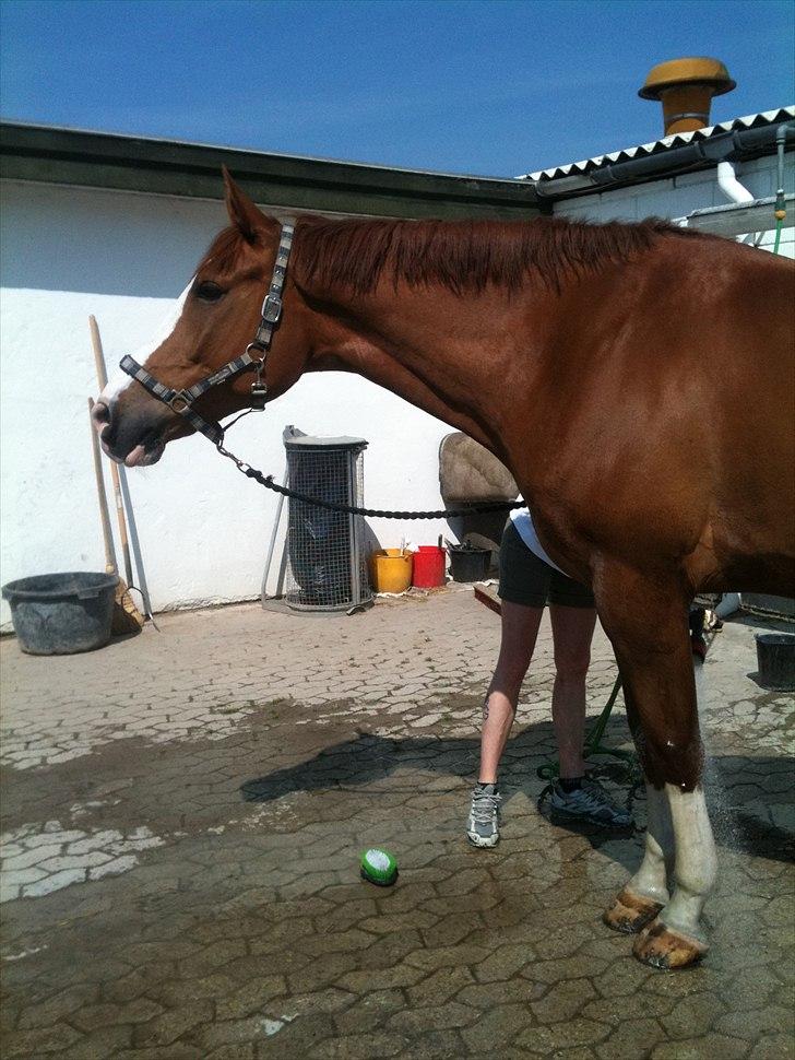 Palomino Crown´s Fernando - R.I.P. billede 6