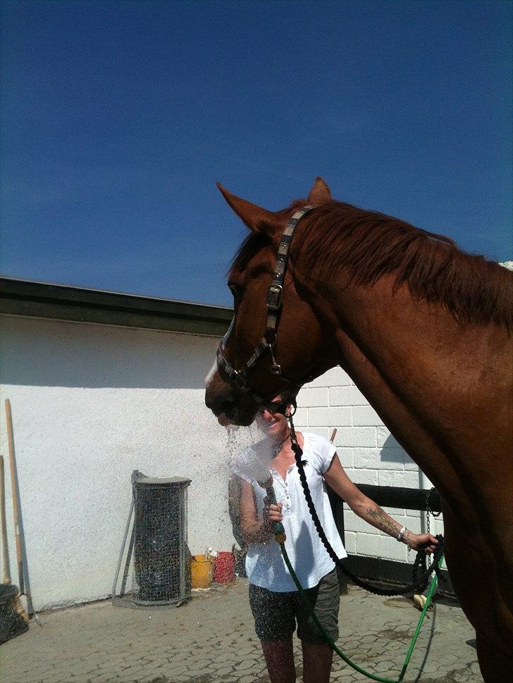 Palomino Crown´s Fernando - R.I.P. - Skøøøønt med en lille skyller billede 8