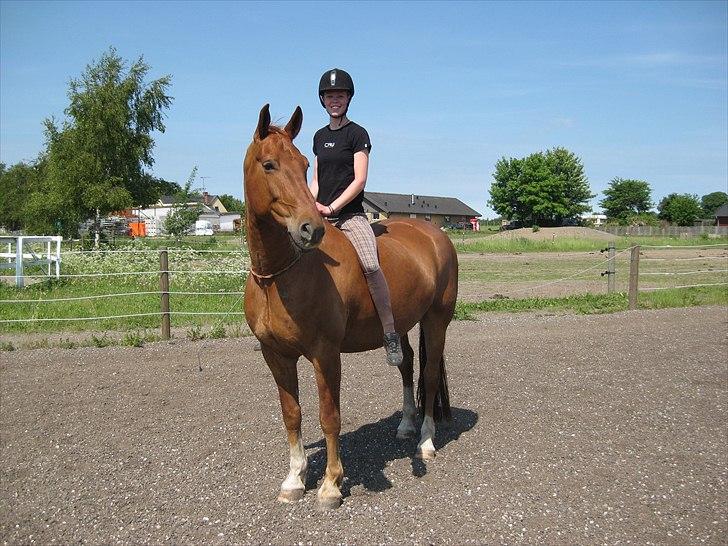 Frederiksborg Rubin [Himmelhest] - 1: Juni 2011 billede 1