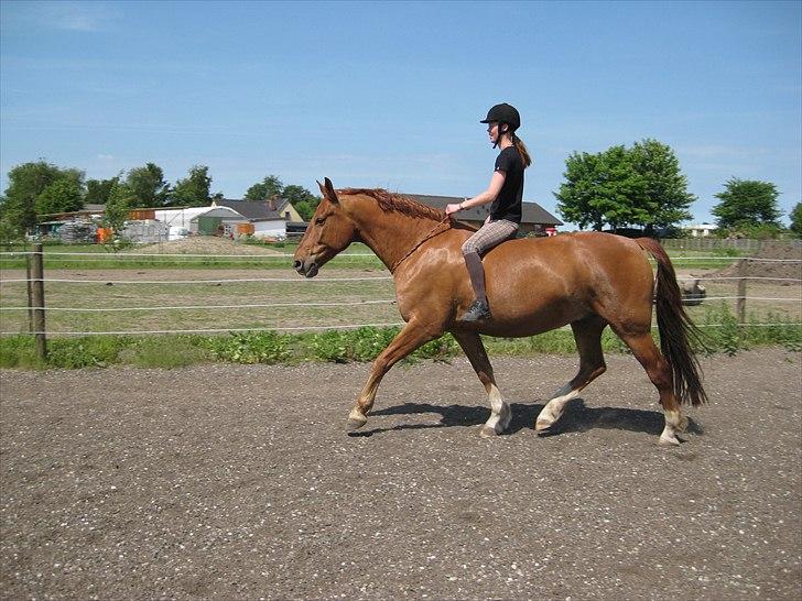 Frederiksborg Rubin [Himmelhest] - 5: Juni 2011 billede 5