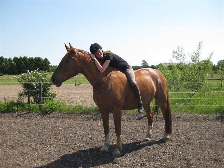 Frederiksborg Rubin [Himmelhest] - 18: Juni 2011 billede 18