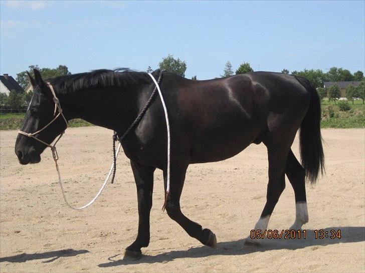 Oldenborg Horsebjerg Debutante <3 †  - Du er mit sorte guld<3 
Mit solskin på en sommer dag!
Smilet på mine læber!
Min stolthed<3 
Min evige lykke!
kort sagt, du er ALT buster! billede 4