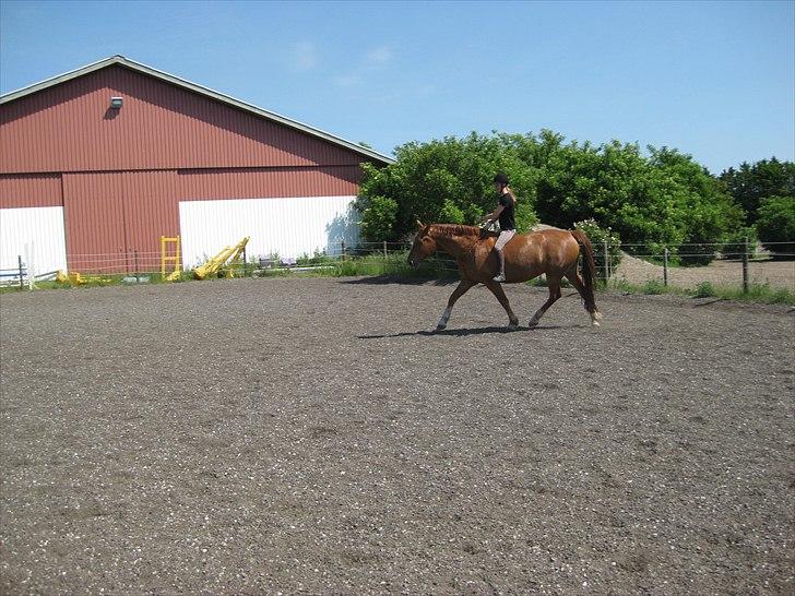 Frederiksborg Rubin [Himmelhest] - 11: Juni 2011 billede 11