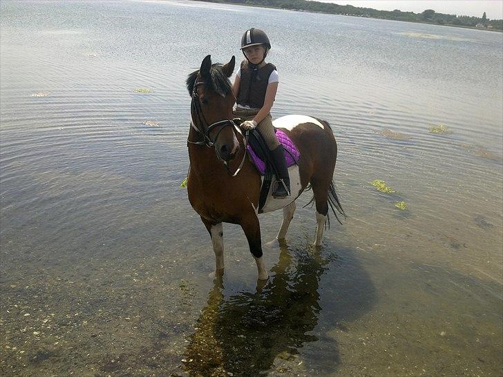 Anden særlig race  bella billede 15