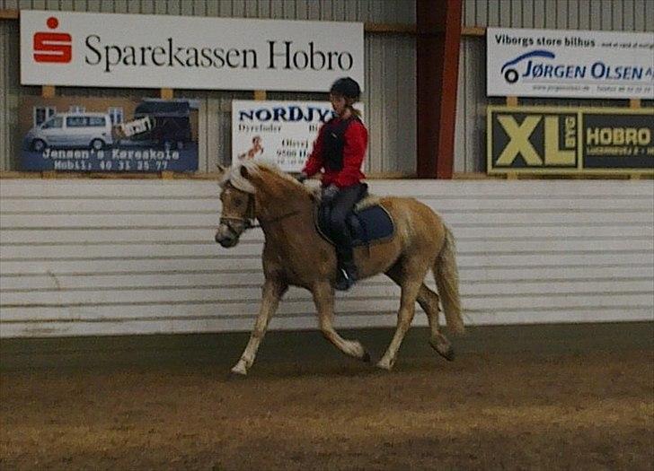 Haflinger Vestervangs Asterix! - Asterix er nu blevet redet i 2 uger og det går bare rigtig godt! (: billede 11