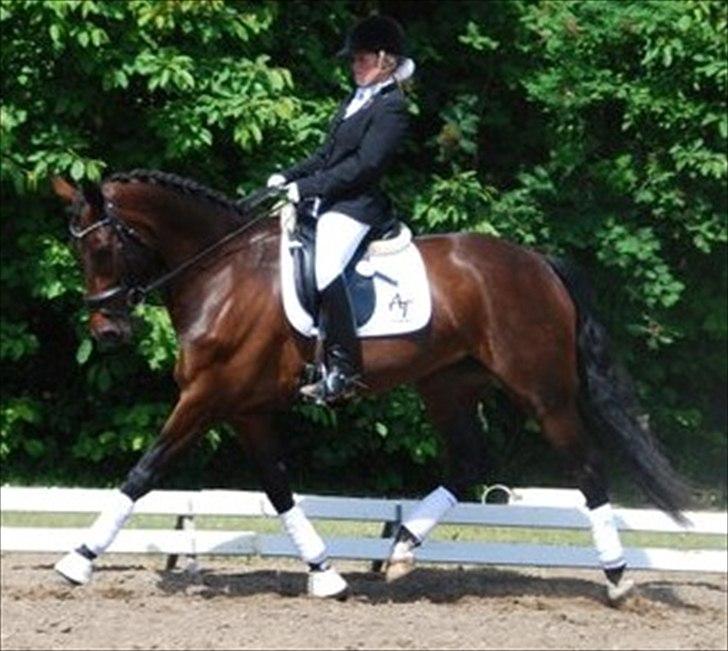 Dansk Varmblod Olivia RDH | Guldklumpen!<3| - morsø 2011 billede 3