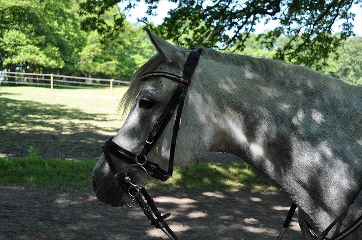 Welsh Cob (sec D) Jackpot<3 (Himmelhest) billede 14