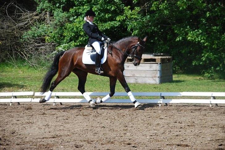 Dansk Varmblod Olivia RDH | Guldklumpen!<3| - øgning billede 6