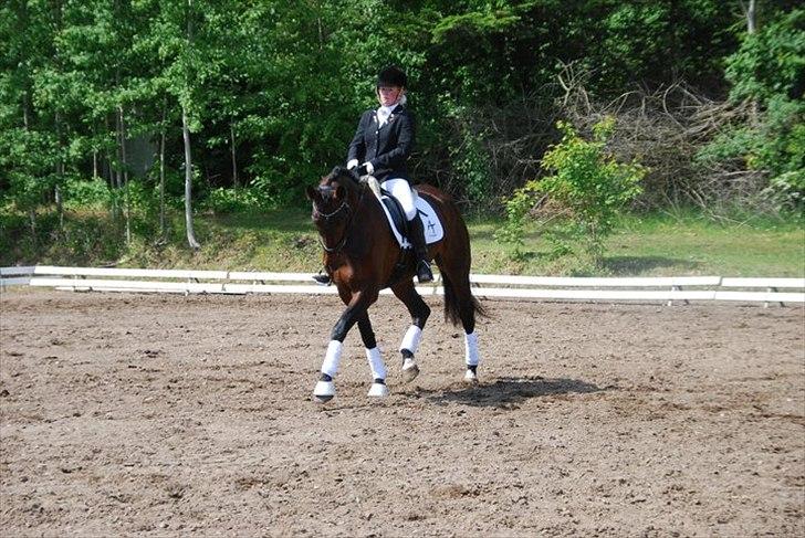 Dansk Varmblod Olivia RDH | Guldklumpen!<3| billede 8