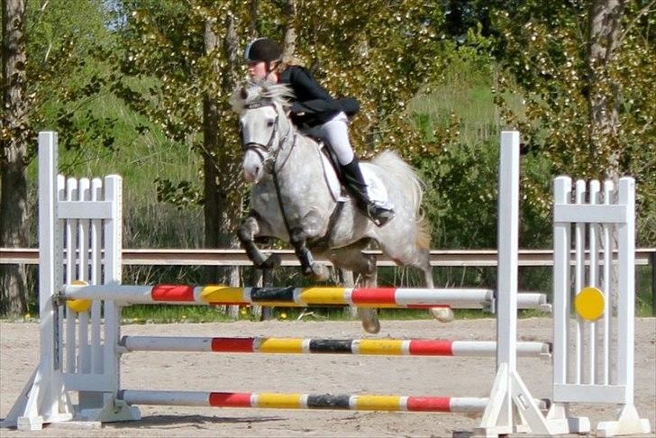 Welsh Cob (sec D) Jackpot<3 (Himmelhest) billede 15