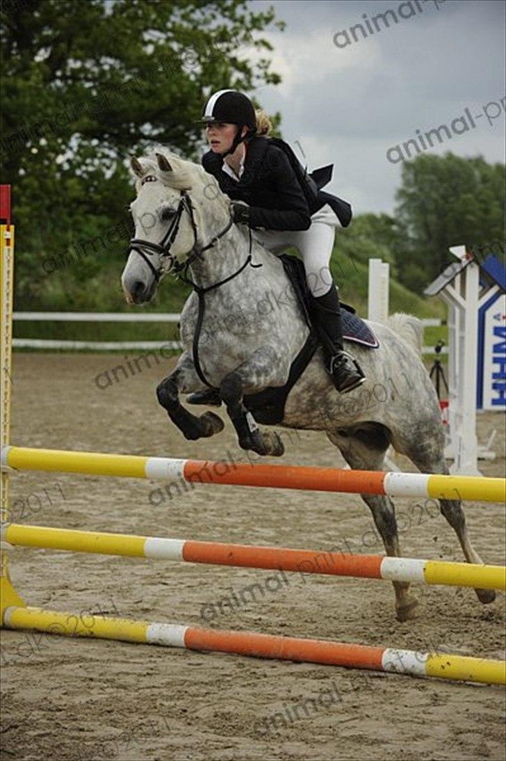 Welsh Cob (sec D) Jackpot<3 (Himmelhest) billede 16