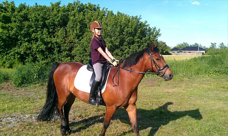 Welsh Cob (sec D) Hatting Aron billede 7