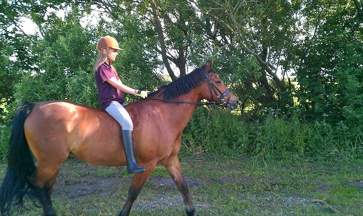 Welsh Cob (sec D) Hatting Aron billede 8
